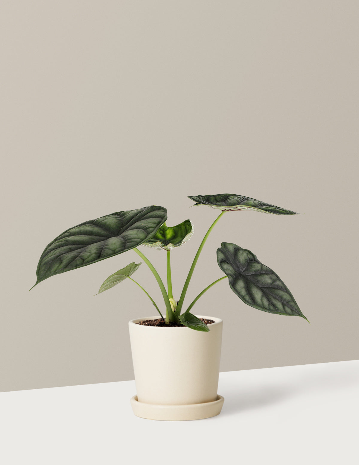  Alocasia Dragon Scale