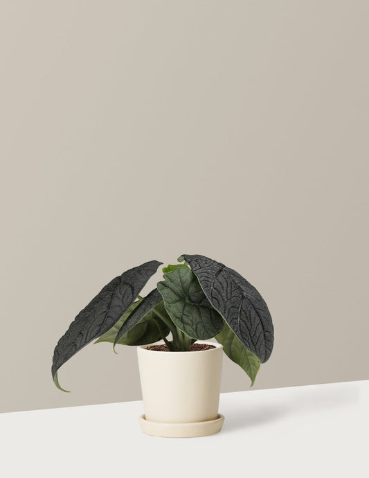  Alocasia Melo