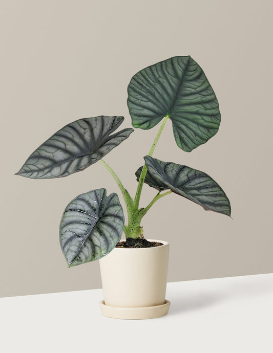  Alocasia Silver Nebula