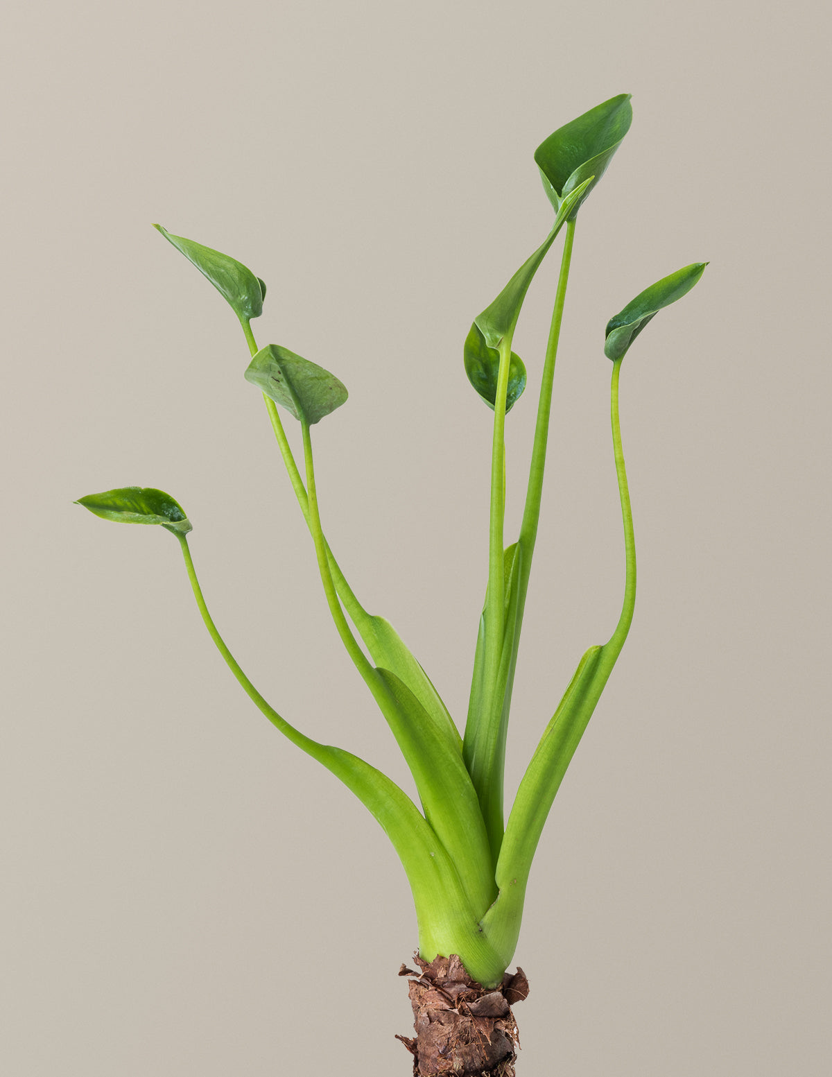  Alocasia Tiny Dancer