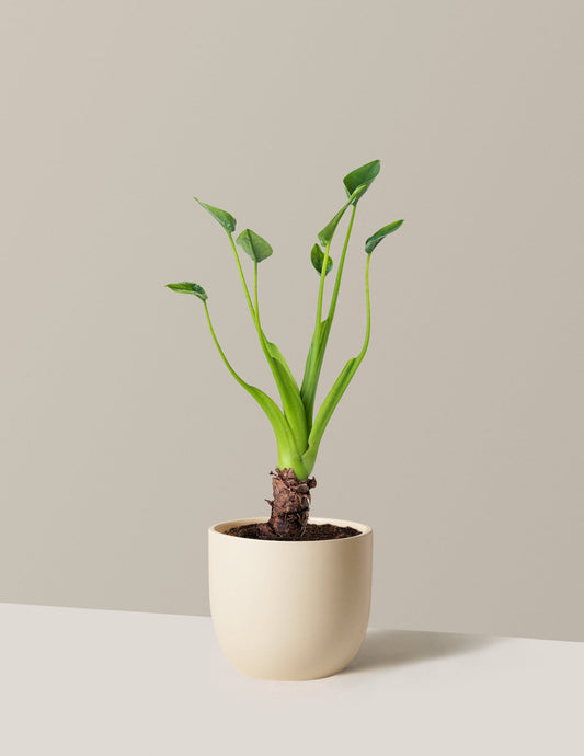  Alocasia Tiny Dancer