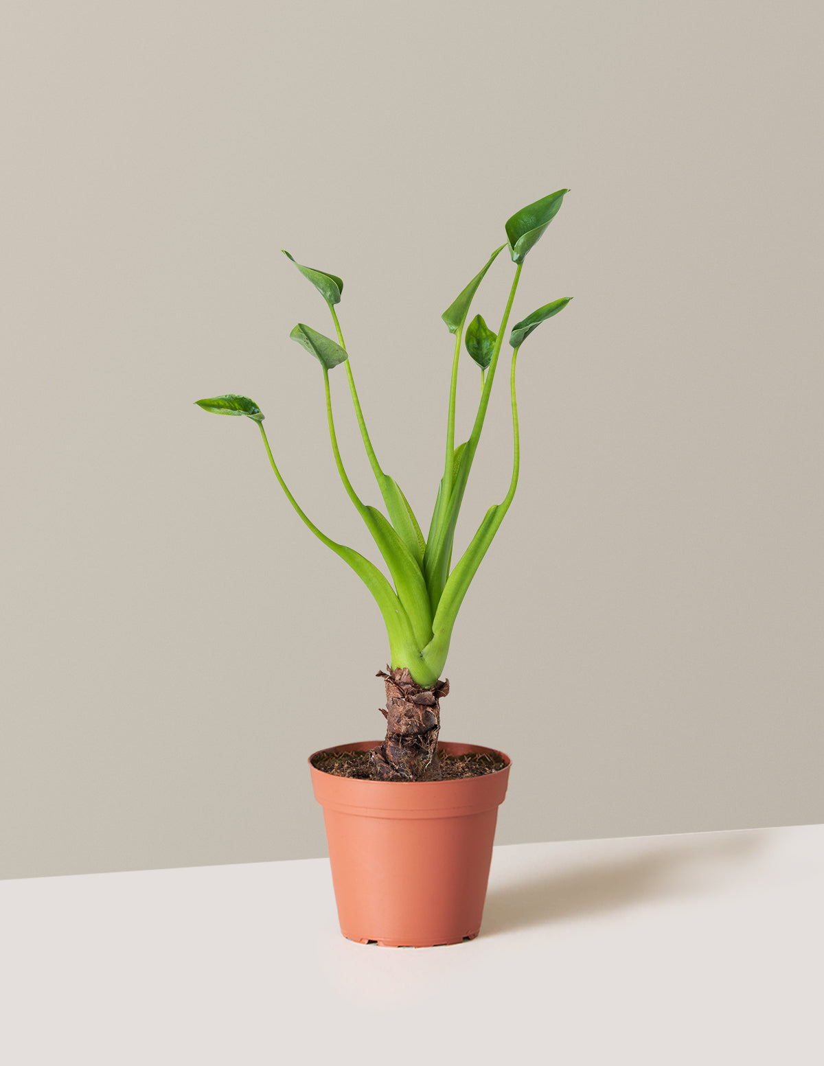  Alocasia Tiny Dancer
