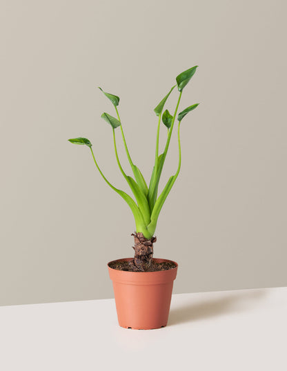  Alocasia Tiny Dancer