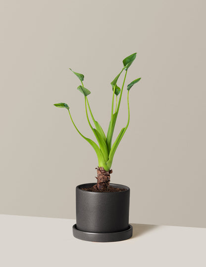  Alocasia Tiny Dancer
