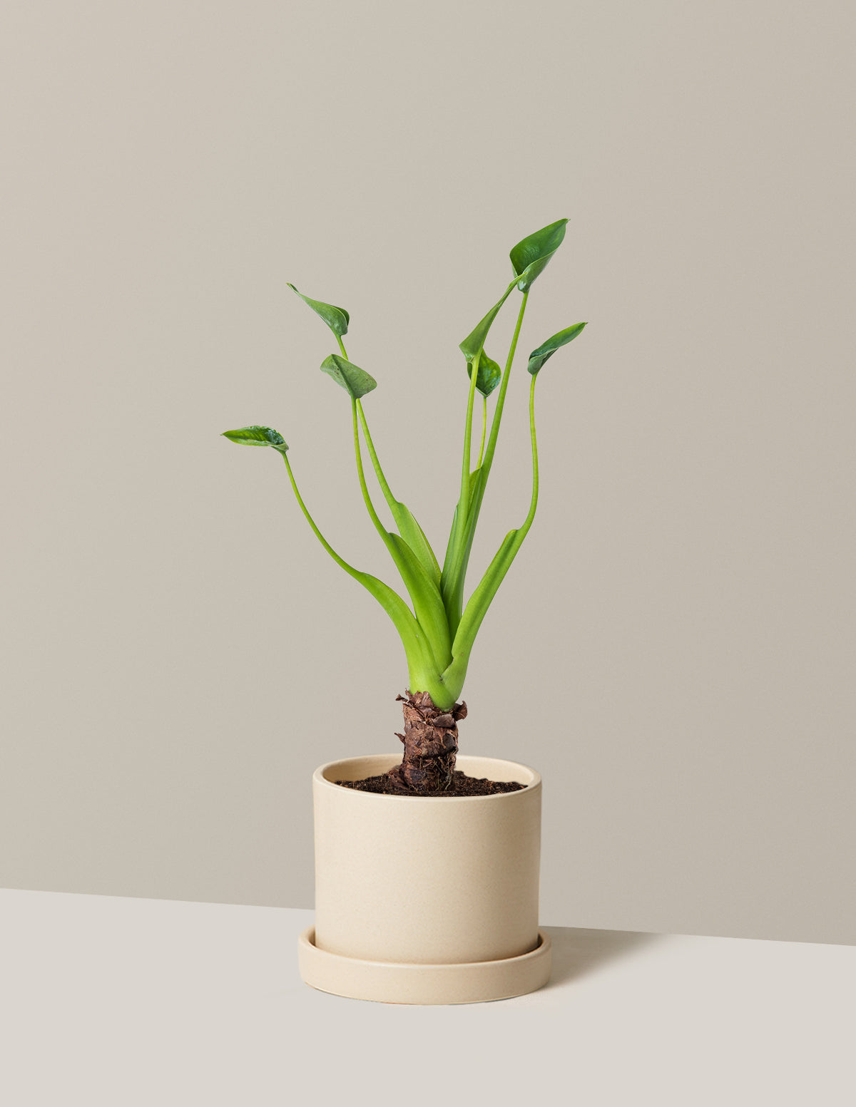  Alocasia Tiny Dancer