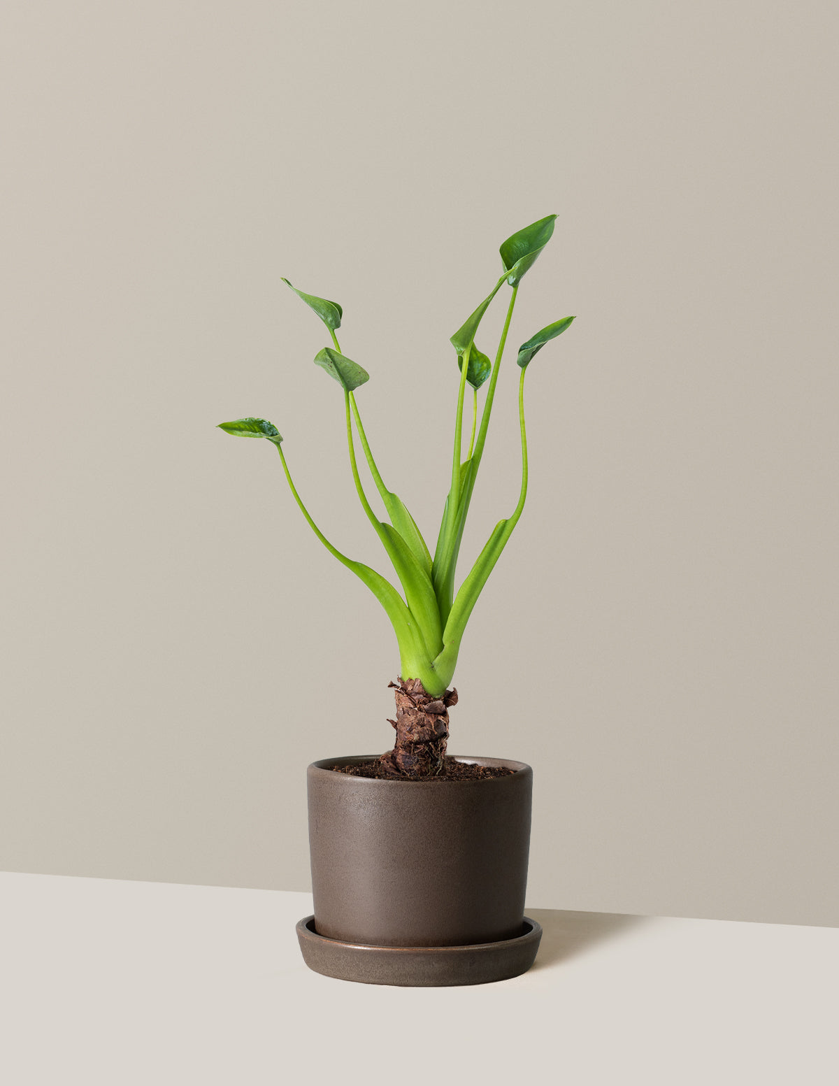  Alocasia Tiny Dancer