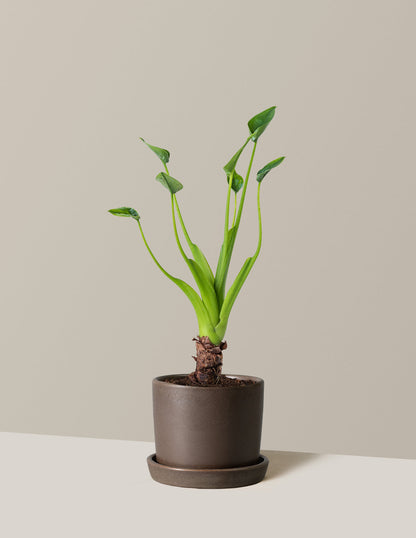  Alocasia Tiny Dancer