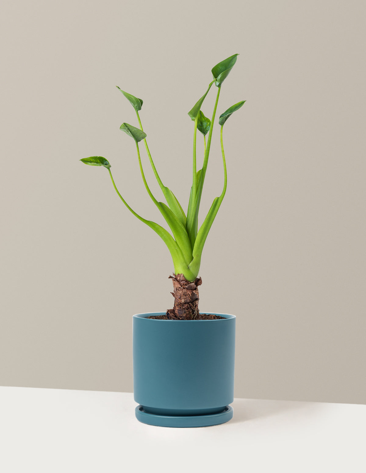  Alocasia Tiny Dancer