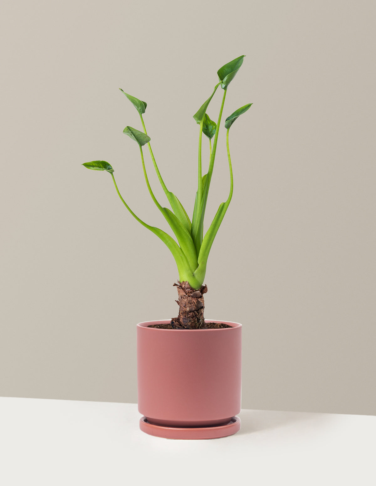  Alocasia Tiny Dancer