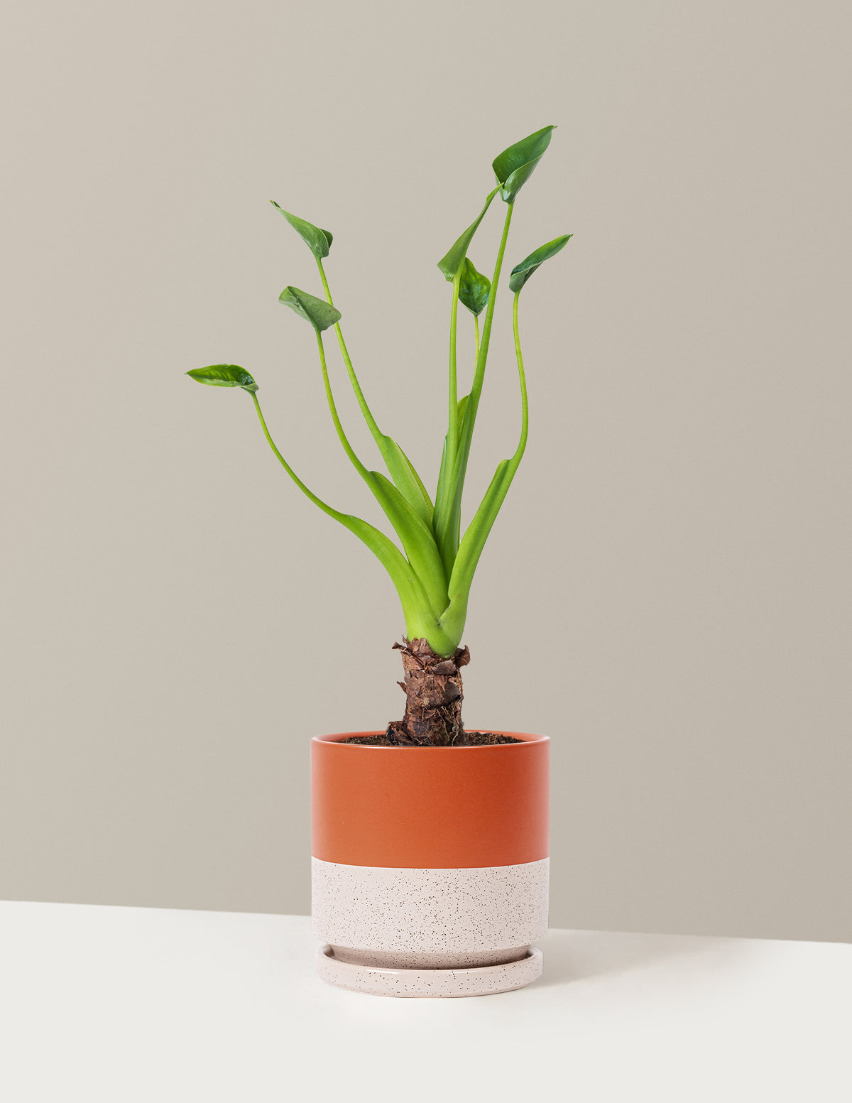  Alocasia Tiny Dancer