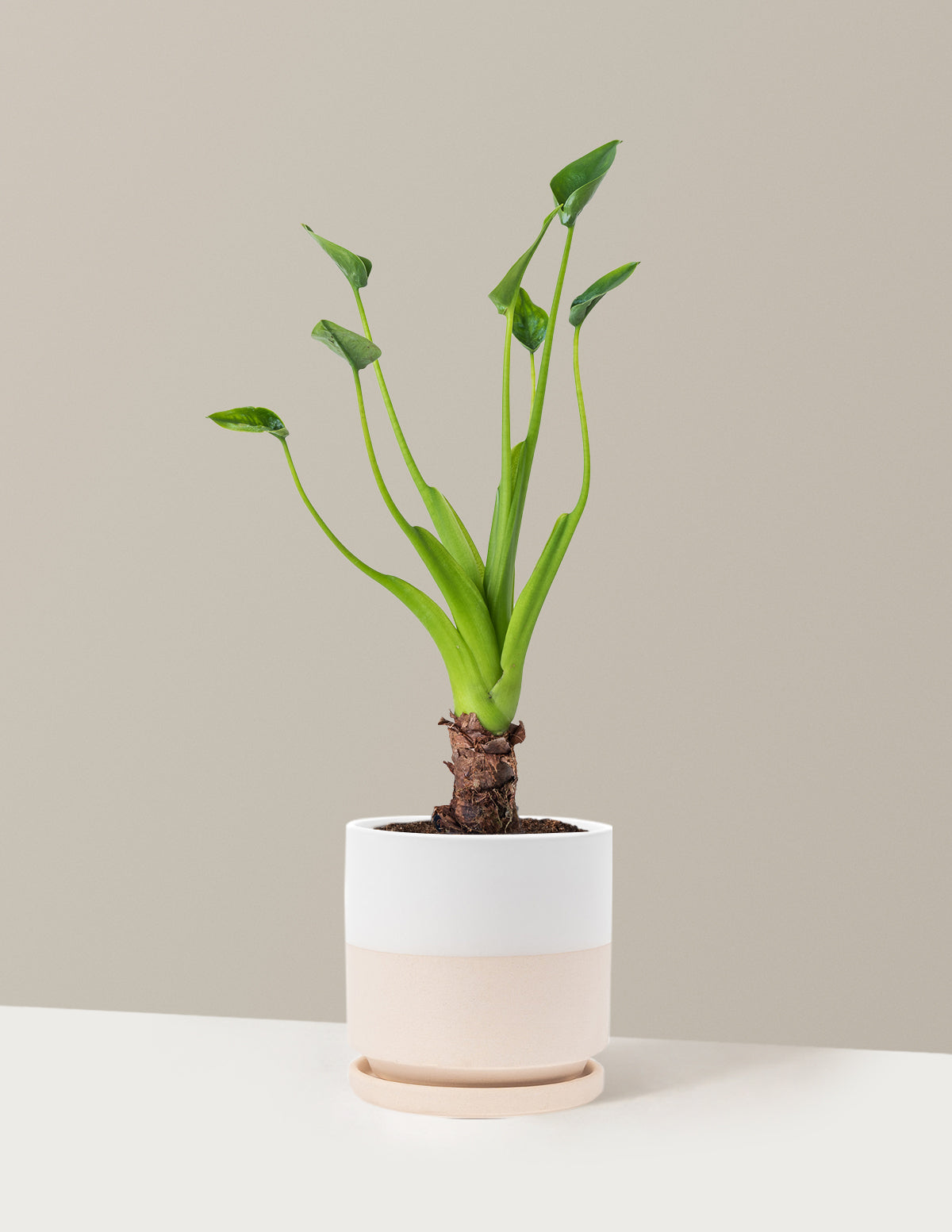  Alocasia Tiny Dancer