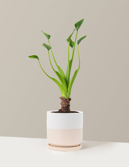  Alocasia Tiny Dancer