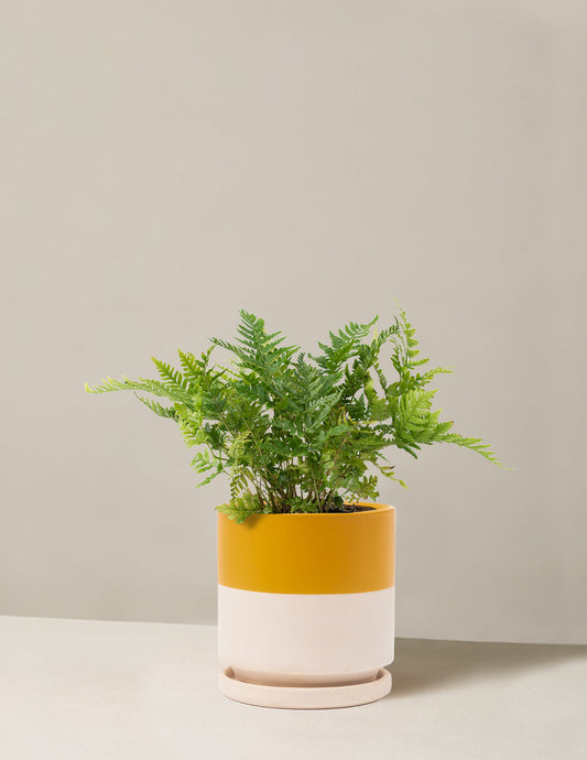  Japanese Shield Fern
