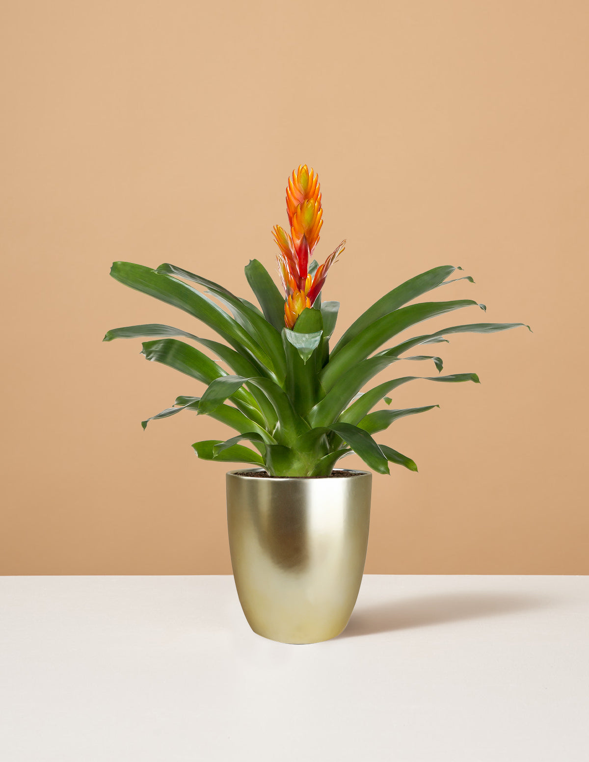  Bromeliad Vriesea Intenso Orange