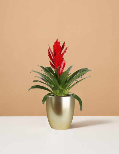  Bromeliad Vriesea Intenso Red