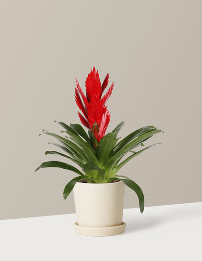  Bromeliad Vriesea Intenso Red