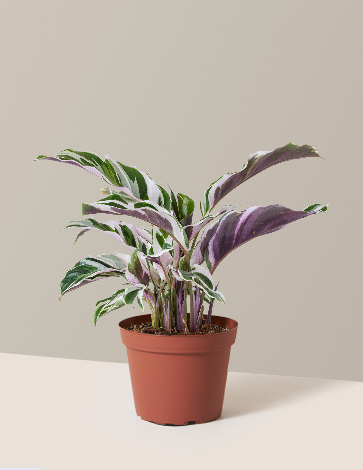  Calathea White Fusion