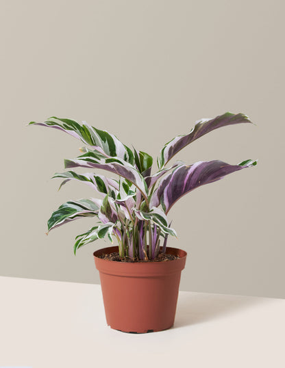  Calathea White Fusion