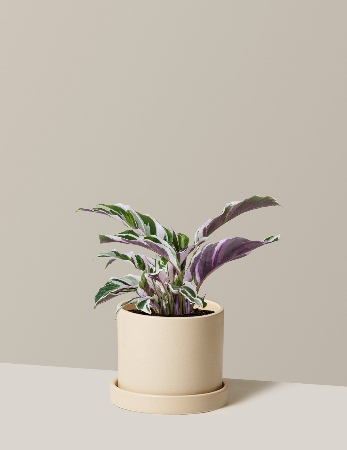  Calathea White Fusion