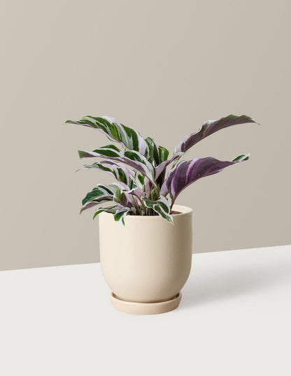  Calathea White Fusion