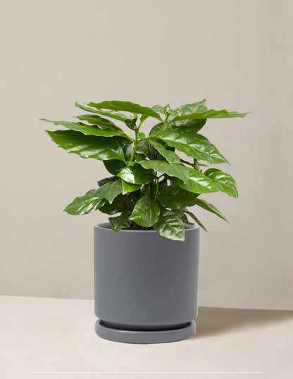  Coffee Plant