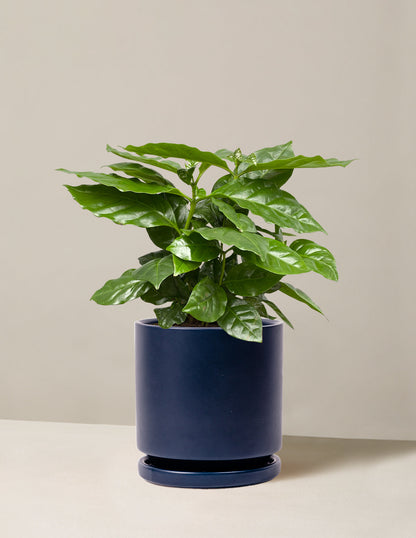  Coffee Plant