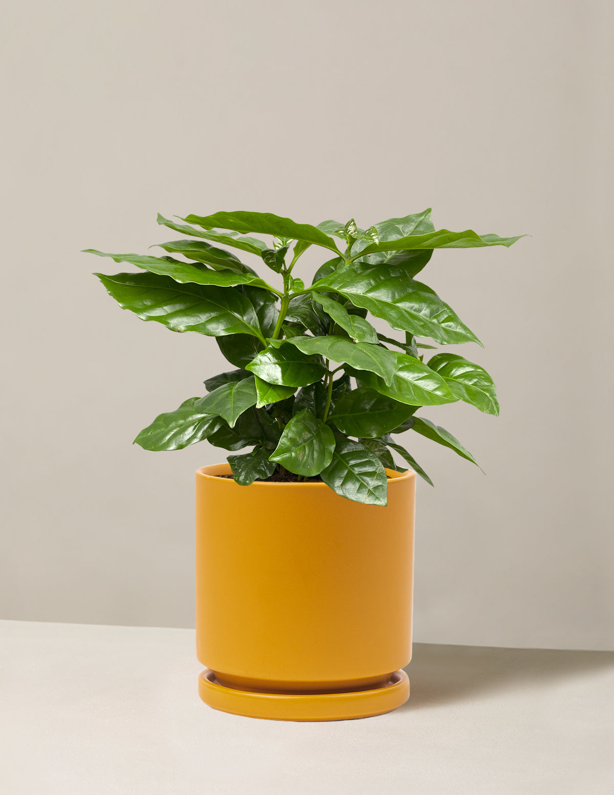  Coffee Plant
