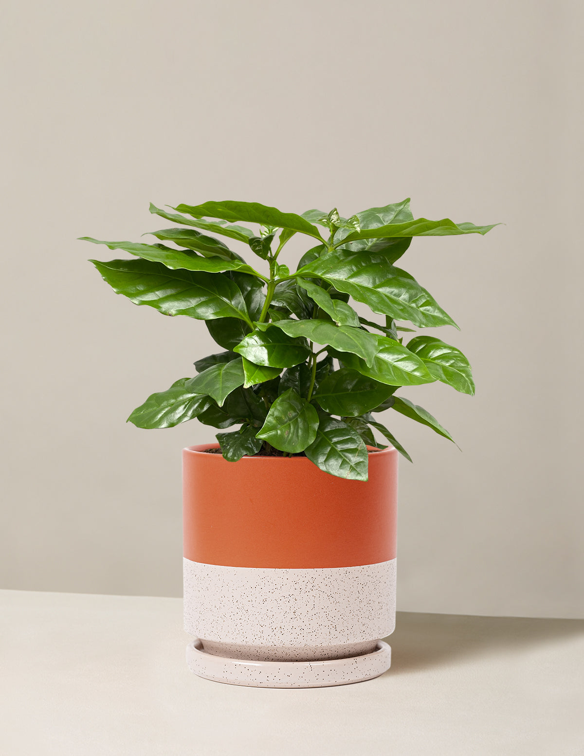  Coffee Plant