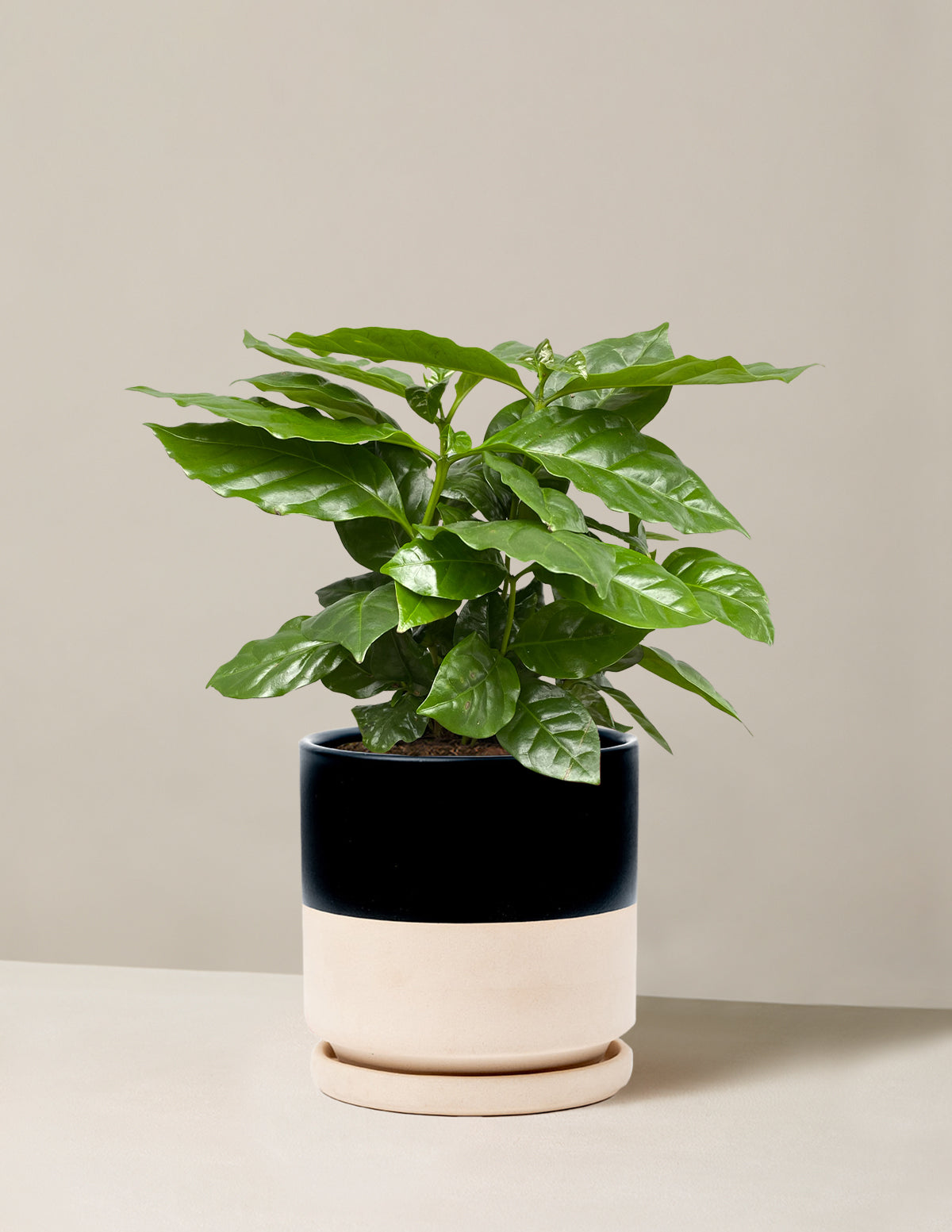  Coffee Plant