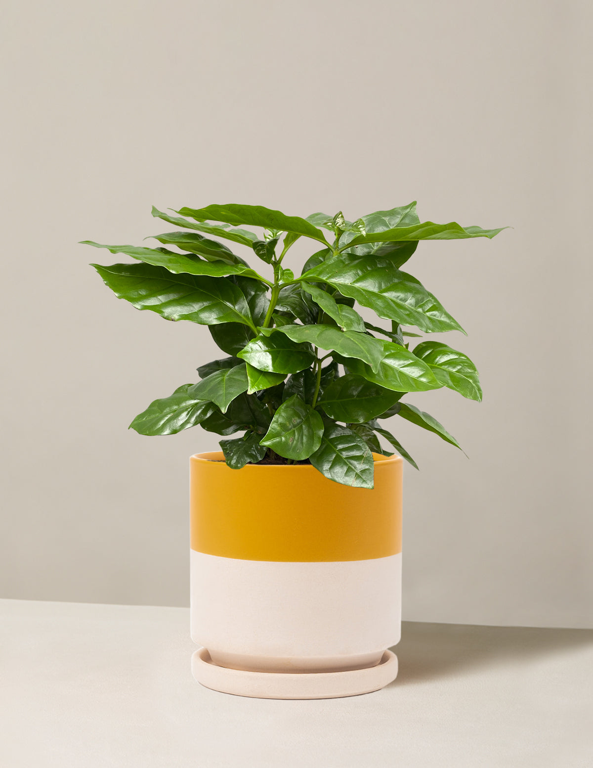  Coffee Plant