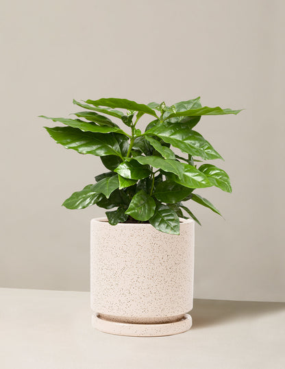  Coffee Plant