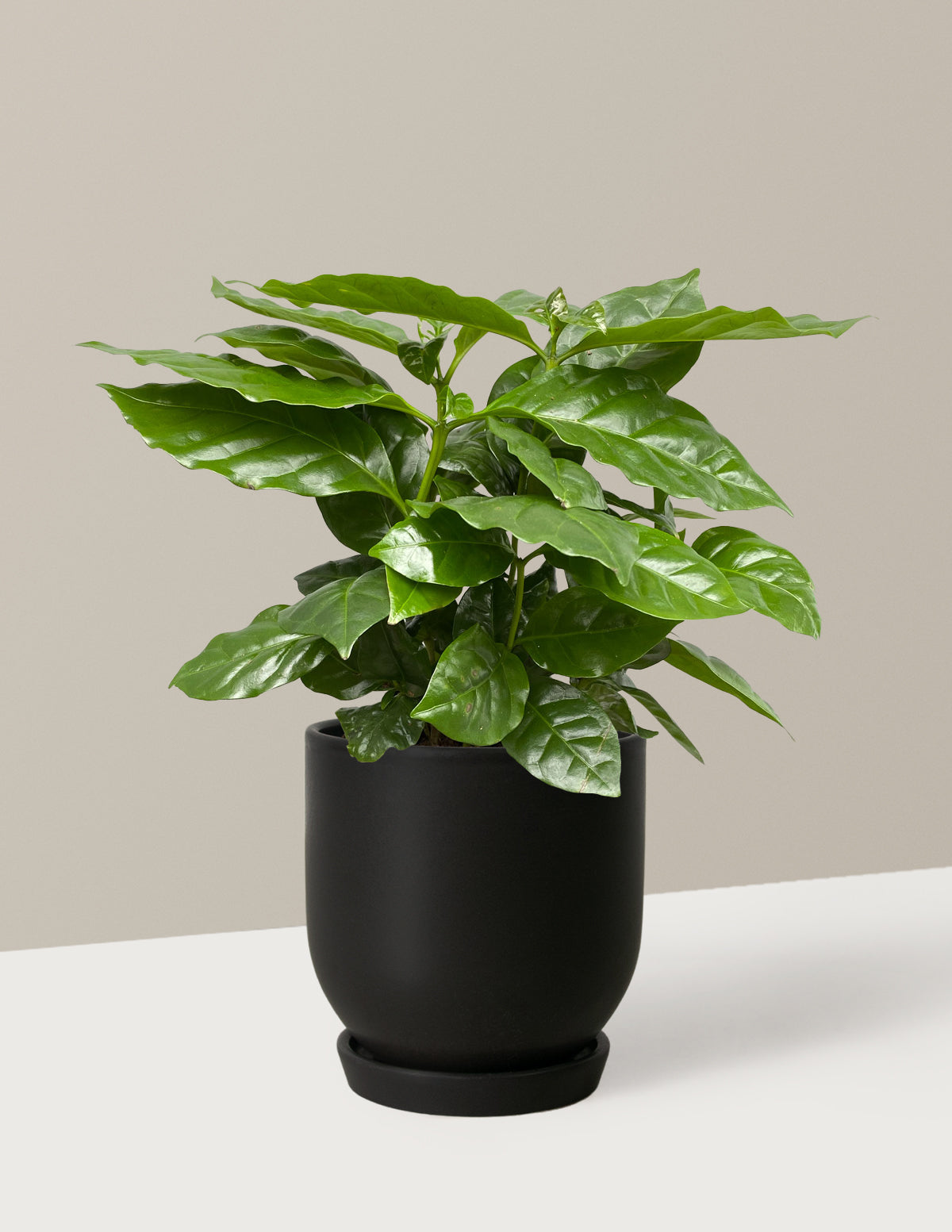  Coffee Plant