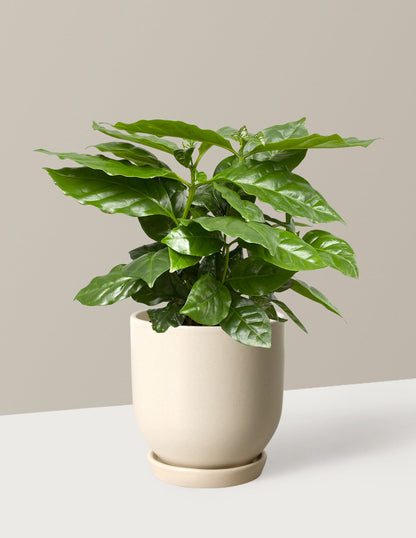  Coffee Plant