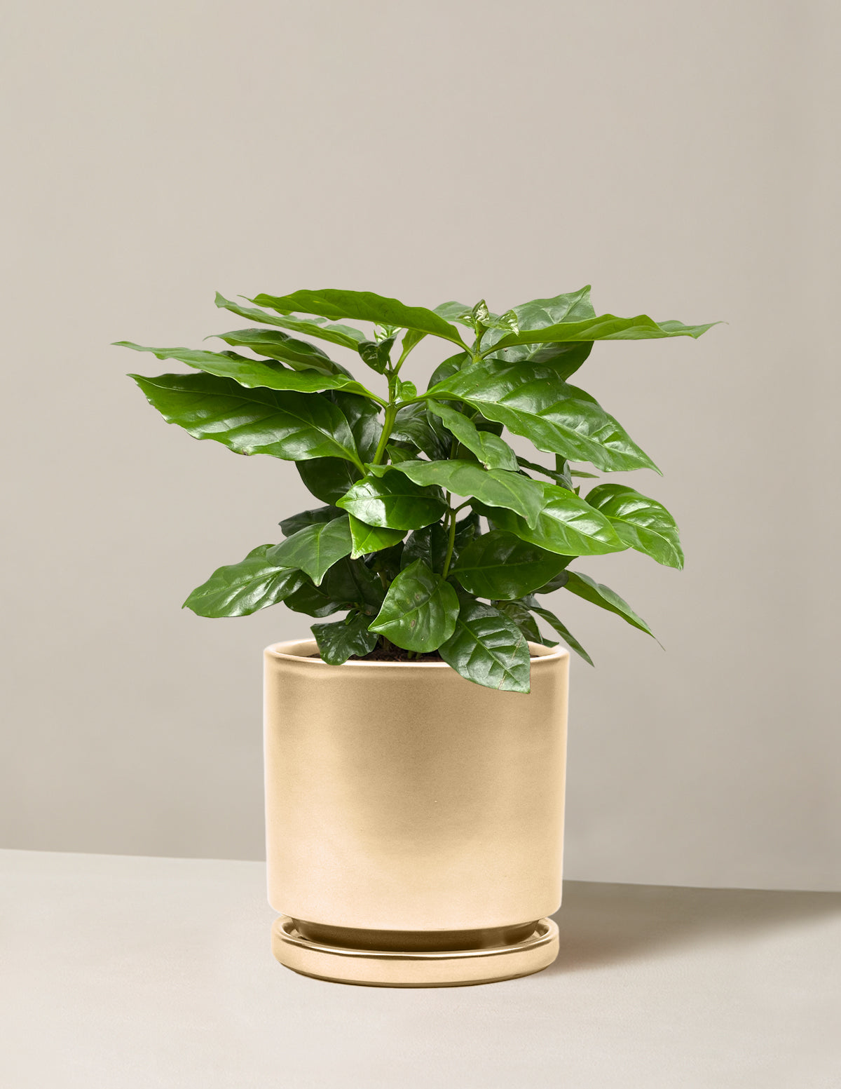  Coffee Plant