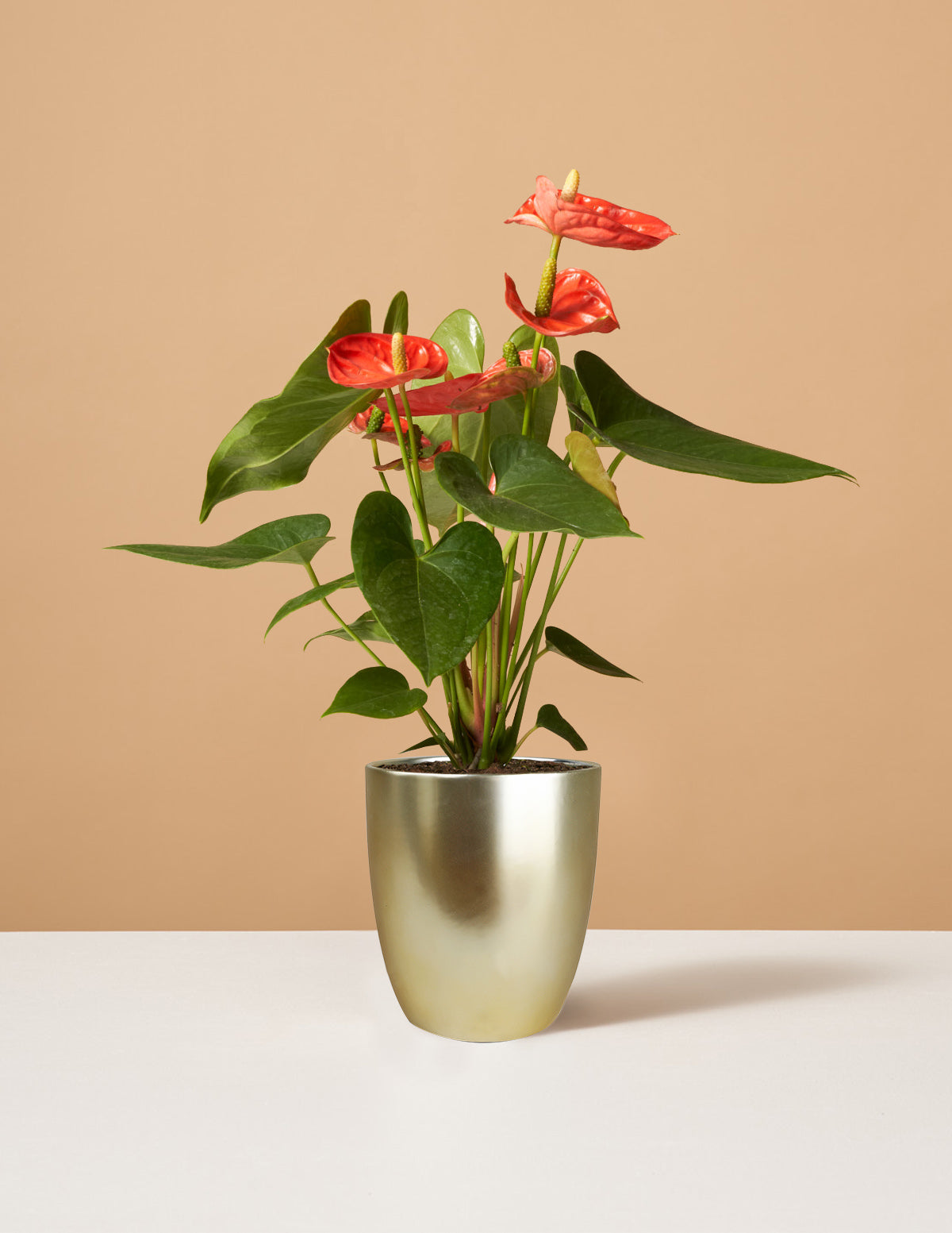 Coral Anthurium
