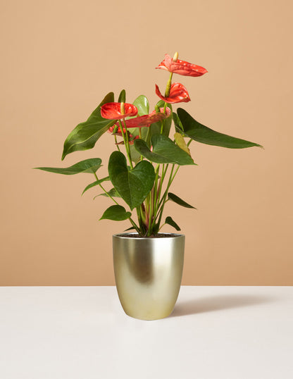  Coral Anthurium