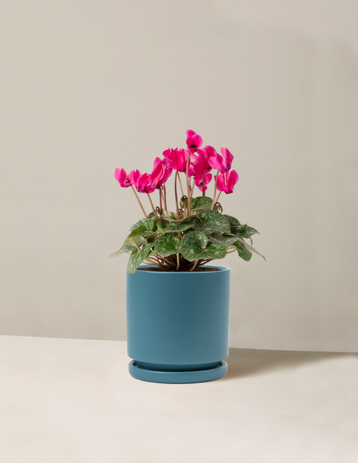  Cyclamen