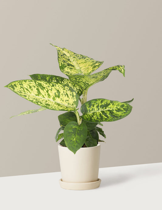  Dieffenbachia Sublime