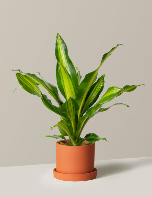  Dracaena Giganta