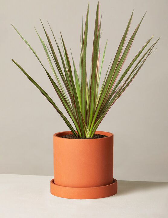  Dracaena Marginata Tricolor Cane