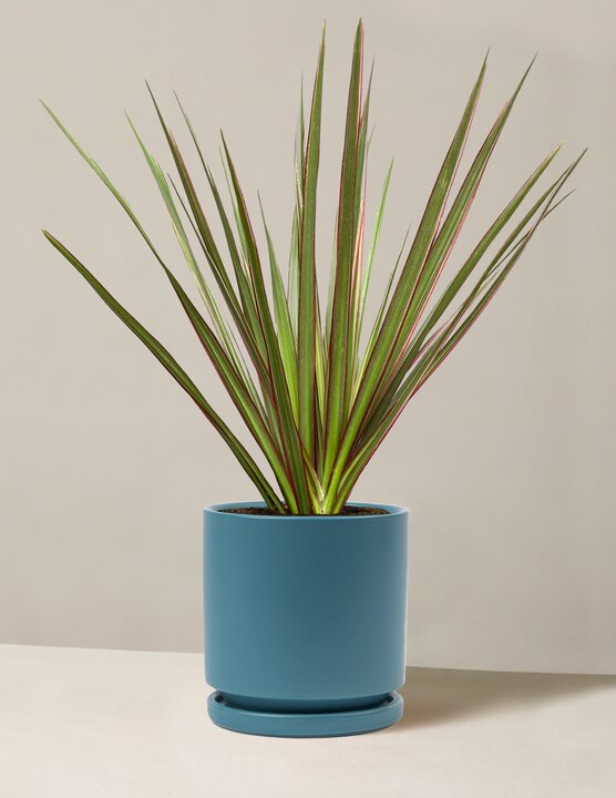  Dracaena Marginata Tricolor Cane