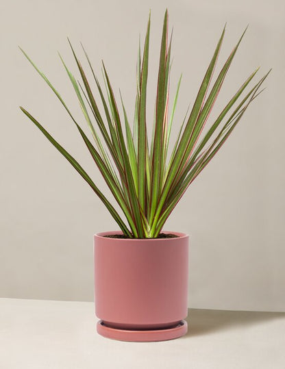  Dracaena Marginata Tricolor Cane