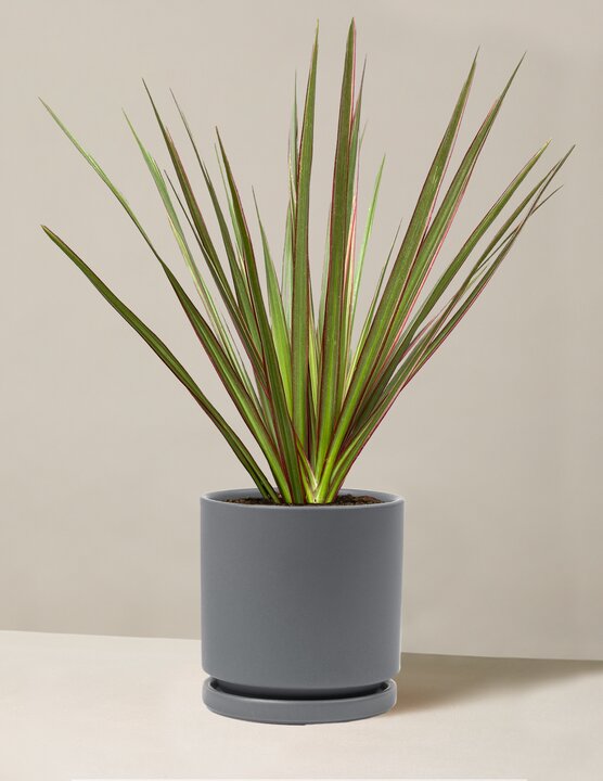  Dracaena Marginata Tricolor Cane