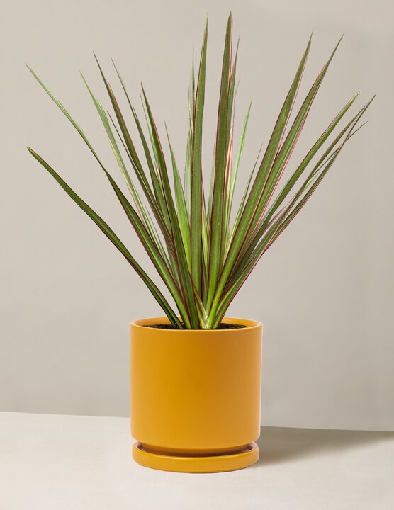  Dracaena Marginata Tricolor Cane