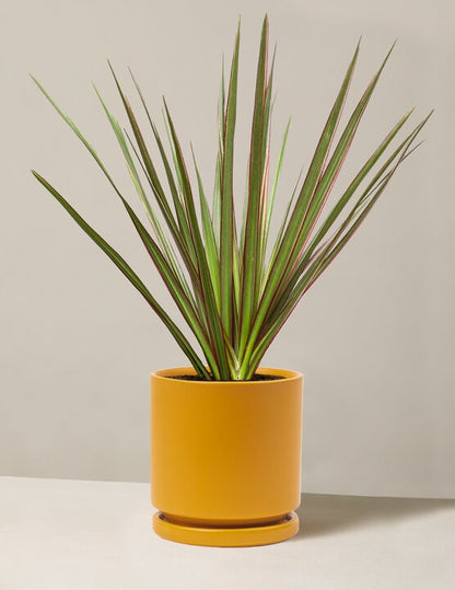  Dracaena Marginata Tricolor Cane