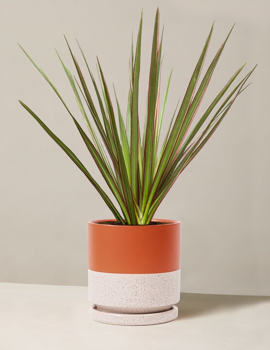  Dracaena Marginata Tricolor Cane