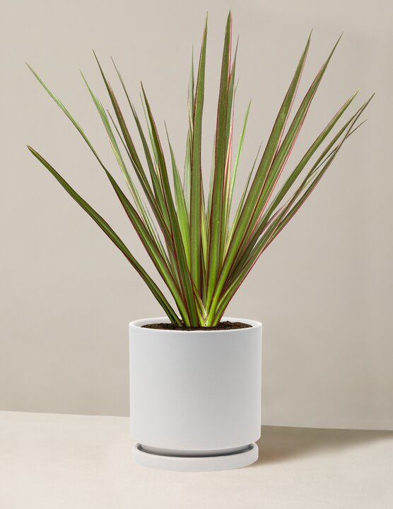  Dracaena Marginata Tricolor Cane
