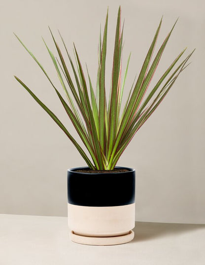  Dracaena Marginata Tricolor Cane