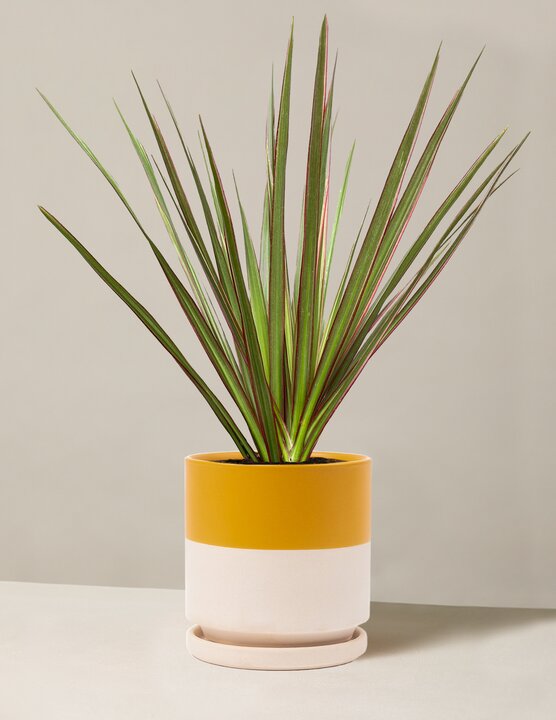  Dracaena Marginata Tricolor Cane