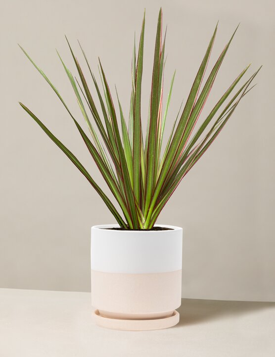  Dracaena Marginata Tricolor Cane